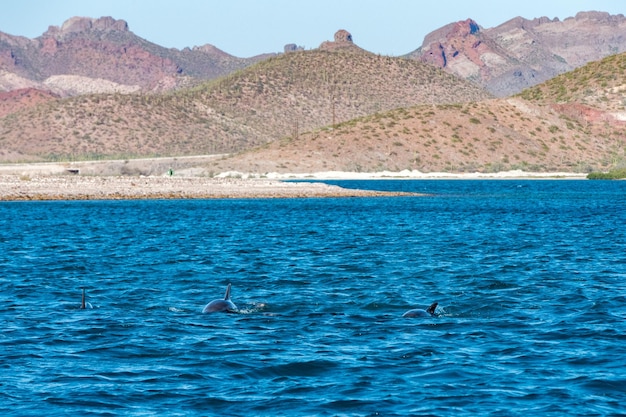 Baja california dolphins swimming in the blue sea