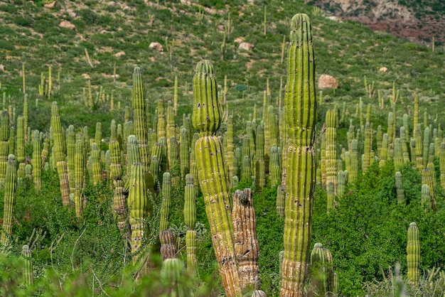 Baja california sur giant cactus in desert