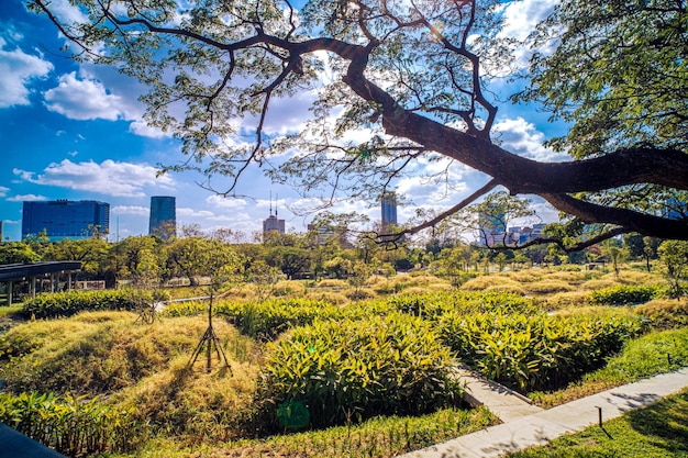 Photo bajakitti forest park new forest park in bangkok bangkok thailand