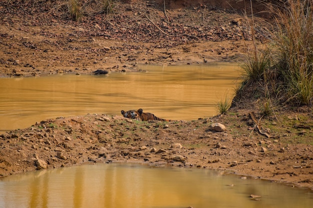 Bajrang 수컷 호랑이는 타도바 국립공원의 더운 여름날 호수에 숨어 쉬고 있습니다.