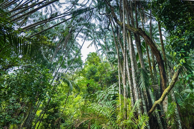 Photo bako national park rainforest jungle view in kuching malaysia