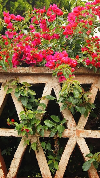 Baksteenrooster als reling op de top van een plant met roze bloemen kleurintentie