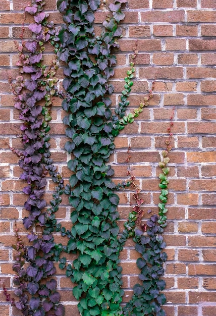 Bakstenen muur groen groei bos straat gras blad violet paars