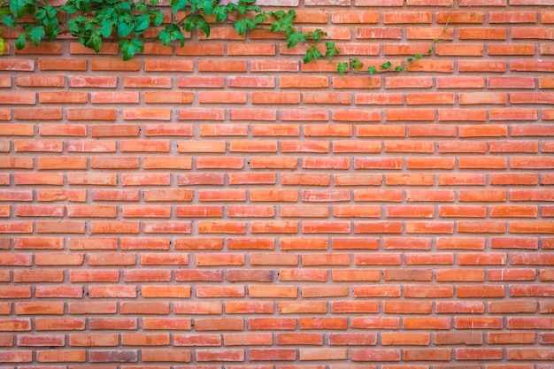 Bakstenen muur met kruipende plant