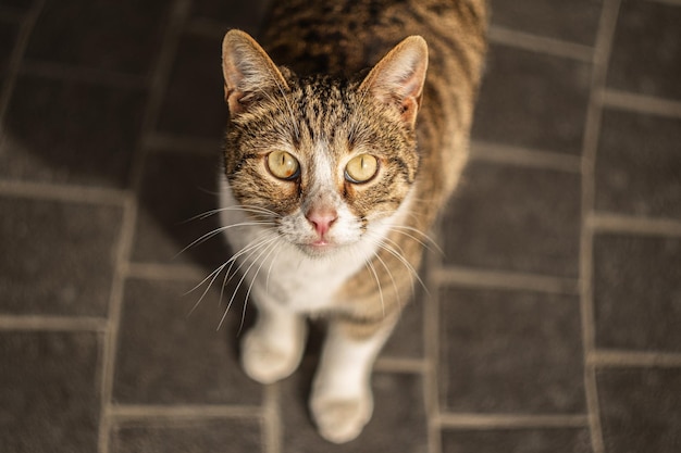 バクー・ストリート・キャッツ アゼルバイジャンの猫