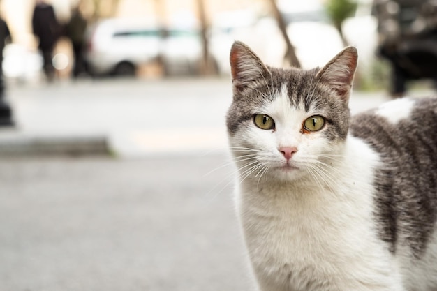 Baku Street Cats Katten van Azerbeidzjan