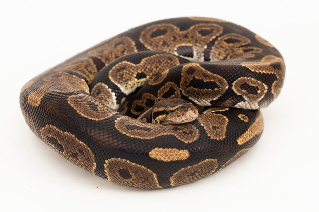bal python Python regius slang geïsoleerd op een witte achtergrond