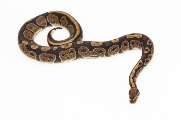 bal python Python regius slang geïsoleerd op een witte achtergrond