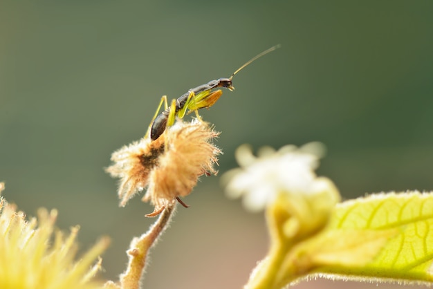 Balack bidsprinkhaan vliegen op een blad