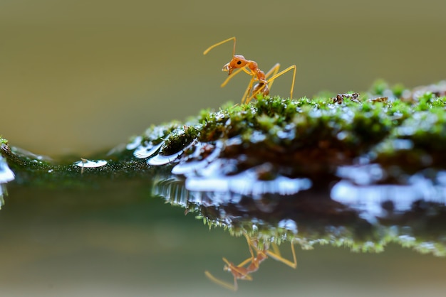 Photo balack mantis fly  on a leaf