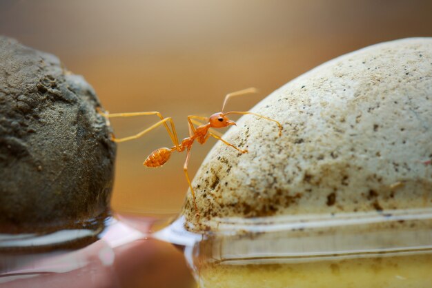 バラックカマキリは葉の上を飛ぶ