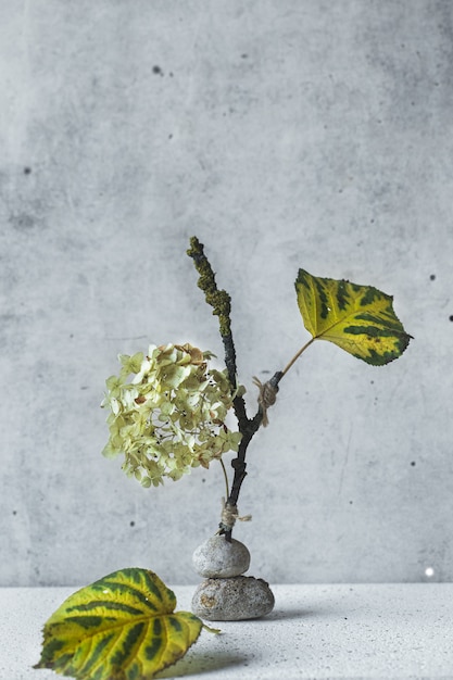 Balancing still life with hydrangea