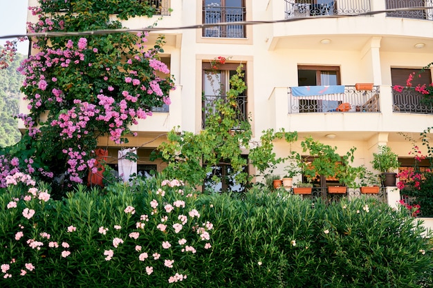 Balconies of a residential building with greenery in boxes and a blooming flower bed in the