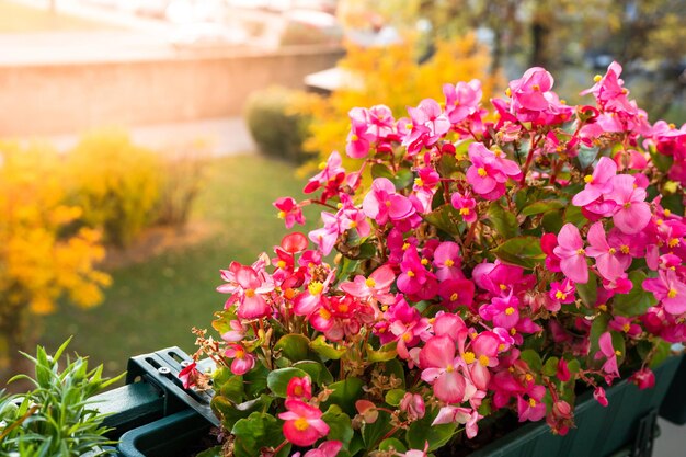 秋の花のバルコニー