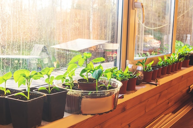 Balcony with seedlings on the windowsill