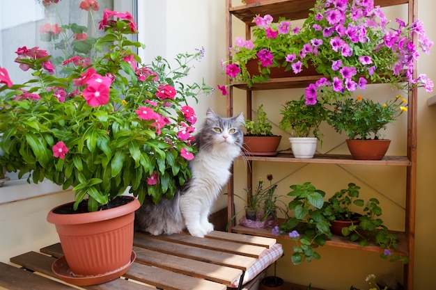 小さなテーブル、椅子、花と猫を備えたバルコニー