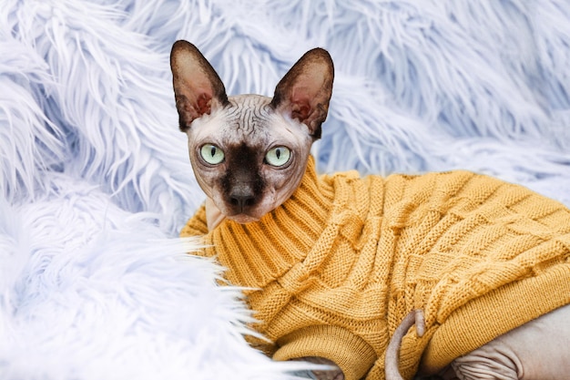 Bald cat of breed Canadian Sphynx in a knitted sweater clothes for animals