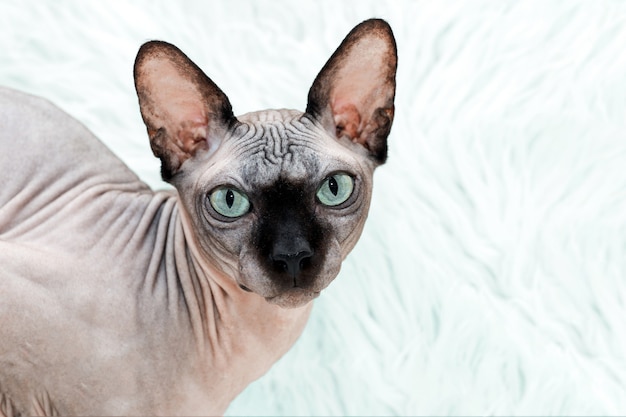 Bald cat of the Canadian Sphynx breed. Chocolate color.