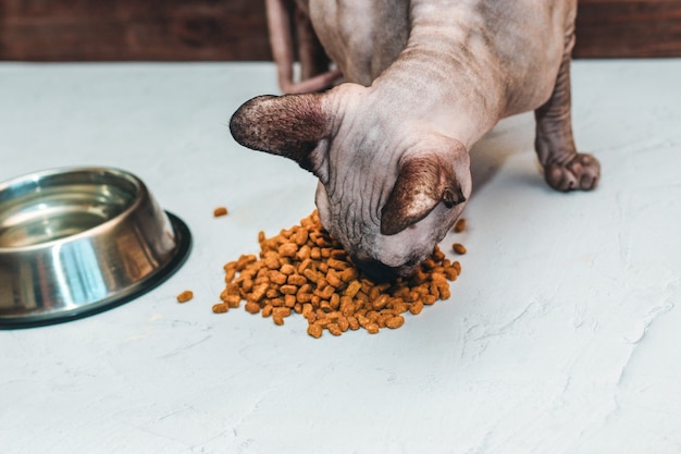 The bald cat of the Canadian Sphynx breed is eating dry food.