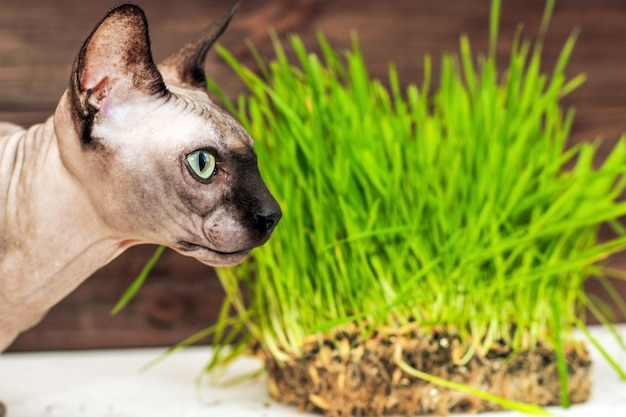 Bald cat of the Canadian Sphynx breed with green vitamin grass for cats.