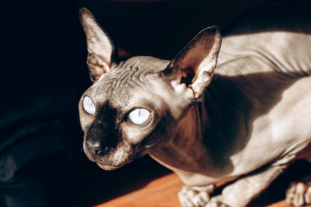 Лысый кот породы канадский сфинкс на деревянном фоне, кожа шоколадного цвета. игра света и тени.