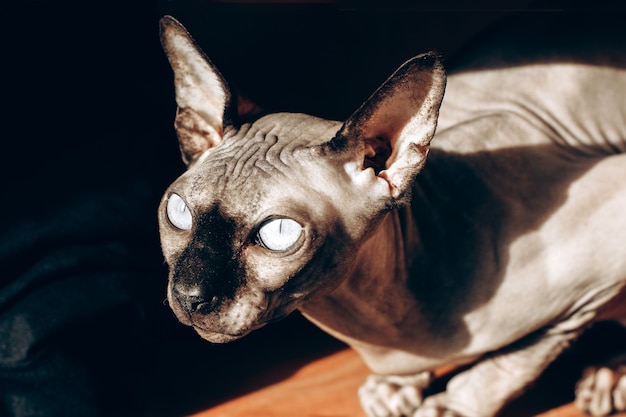 Bald cat of the Canadian Sphynx breed on a wooden background, chocolate color leather. play of light and shadow.