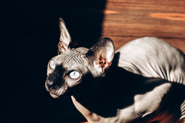 Bald cat of the Canadian Sphynx breed on a wooden background, chocolate color leather. play of light and shadow.