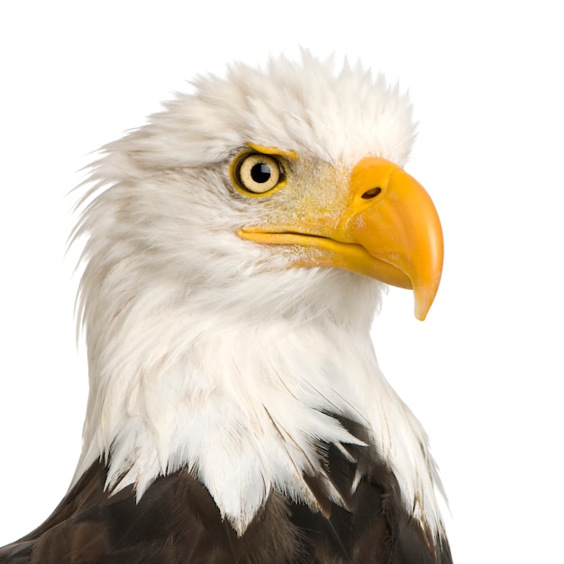 Bald eagle (22 jaar) - haliaeetus leucocephalus vooraan op een witte geïsoleerd