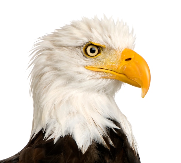 Foto bald eagle (22 jaar) - haliaeetus leucocephalus vooraan op een witte geïsoleerd