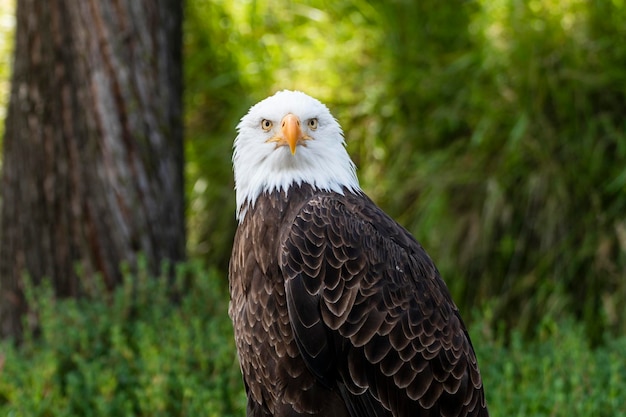 Photo bald eagle american eagle full view
