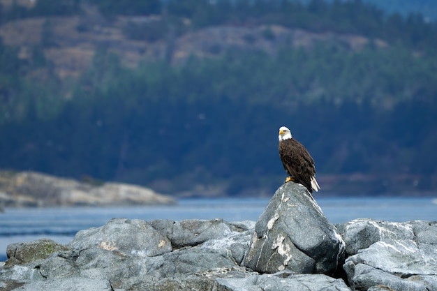 Bald eagle contemplating the landscape