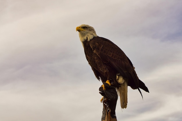 A bald eagle detailed shot graceful and proud bird