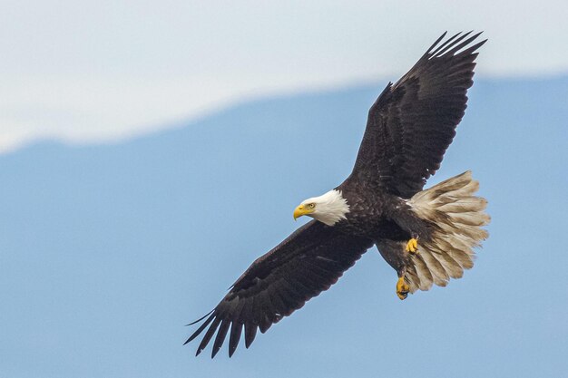 A bald eagle flies in front of a mountain