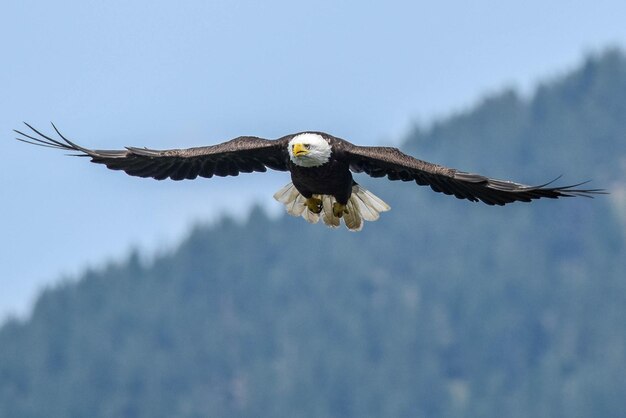 Photo bald eagle flight on isolated background