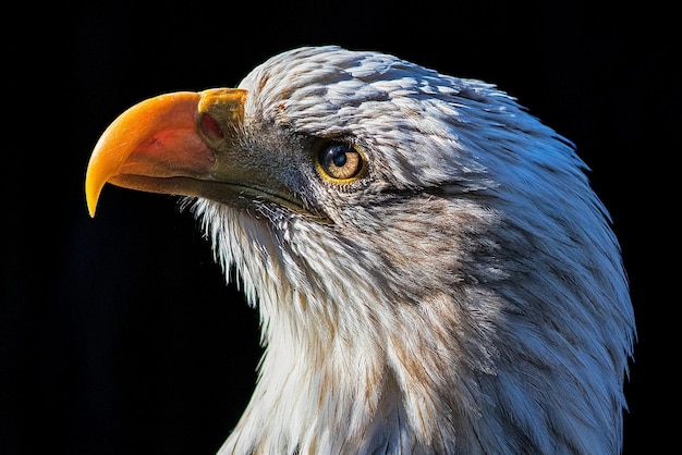 bald eagle flight on isolated background