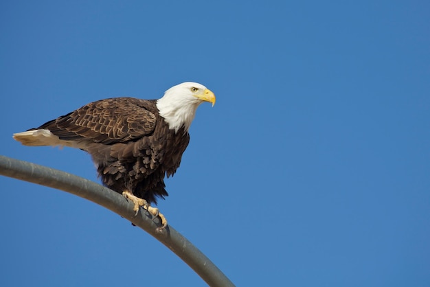 Photo bald eagle flight on isolated background