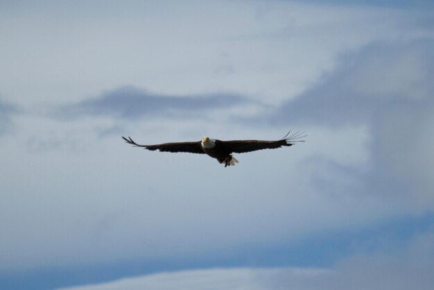 Bald eagle flight on isolated background