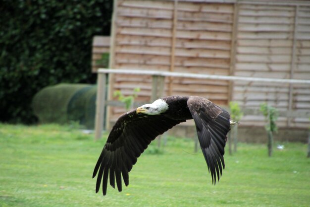 Bald eagle flying outdoors