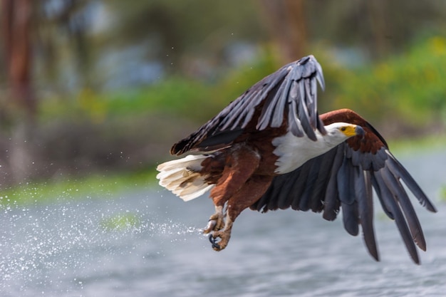 사진 호수 위 를 날아다니는 대머리 독수리
