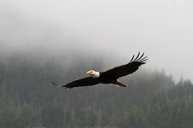 Photo bald eagle flying through the mist