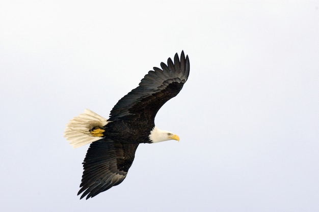 Bald Eagle Flying