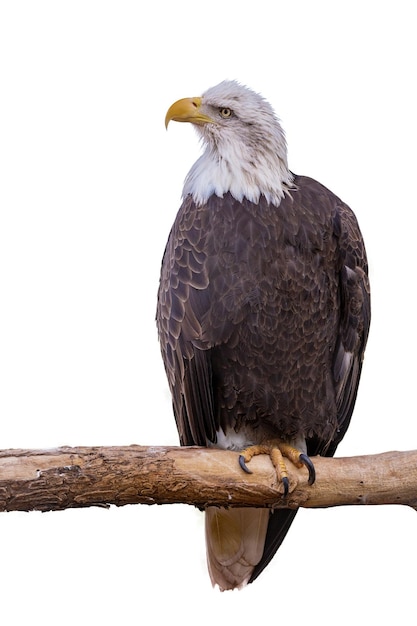 Bald Eagle geïsoleerd op wit