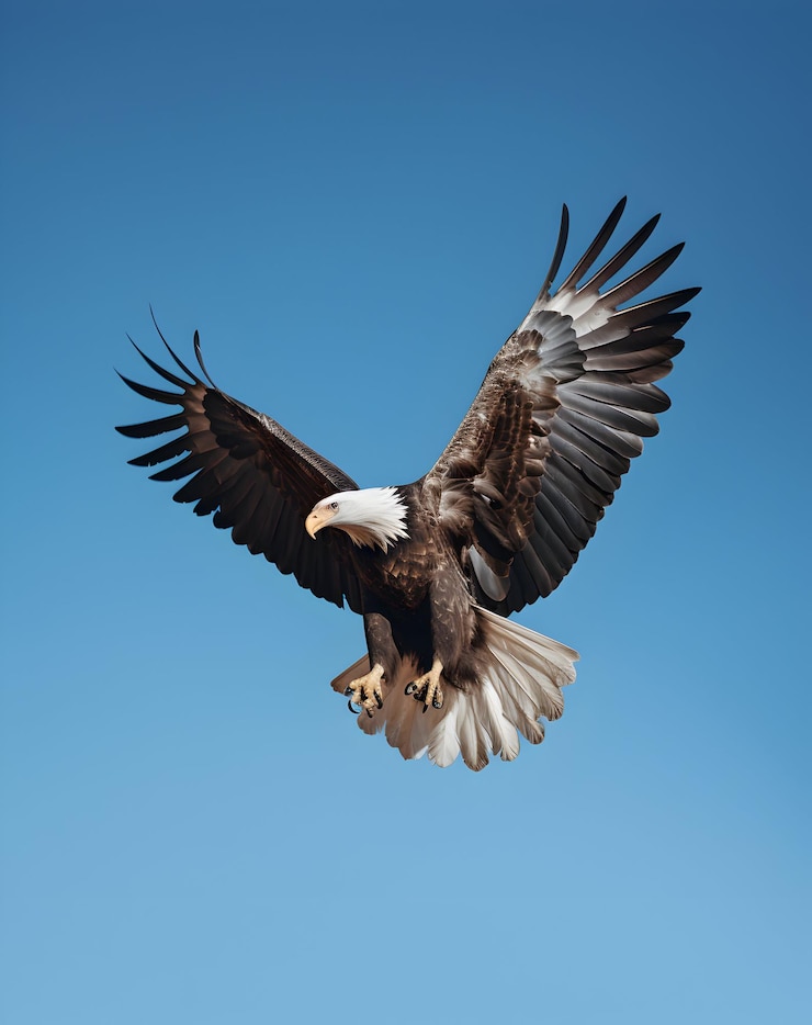 Photo bald eagle gliding against blue sky and white wispy clouds