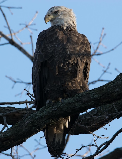 Photo the bald eagle has returned to green-wood cemetery brooklyn with whiter plumage than in the spring