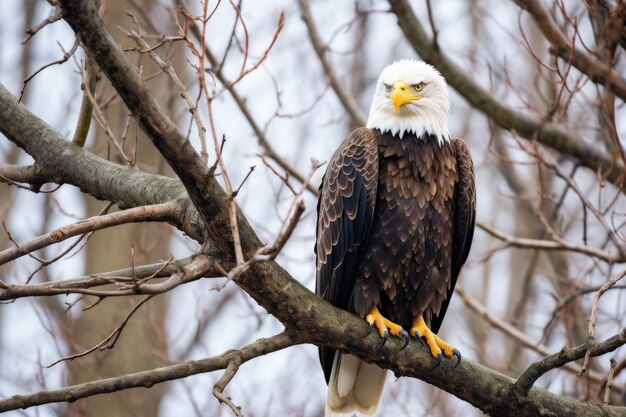 A bald eagle perched on a tree branch