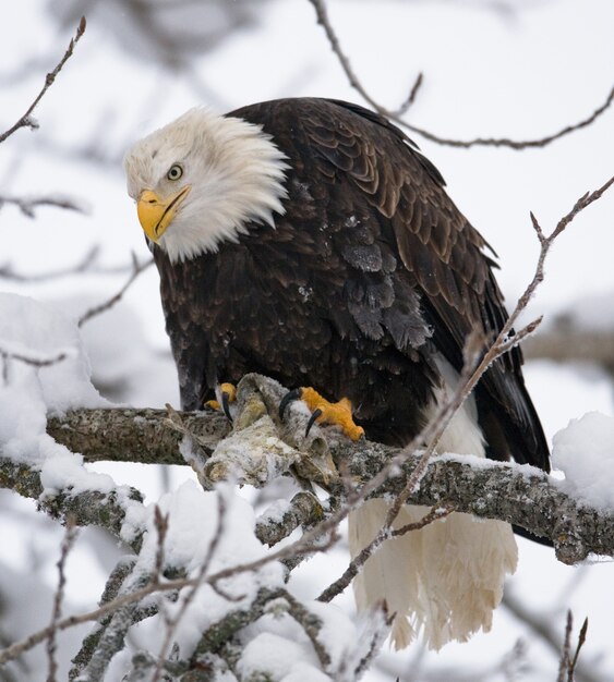 A Bald Eagle Sitting On A Tree