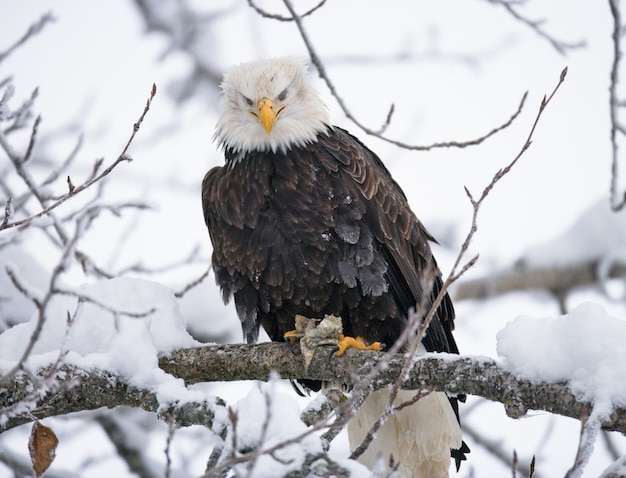 A Bald Eagle Sitting On A Tree