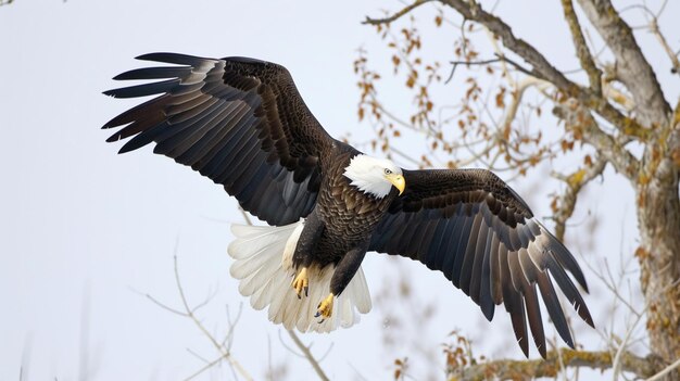 Photo the bald eagle soaring against generative ai