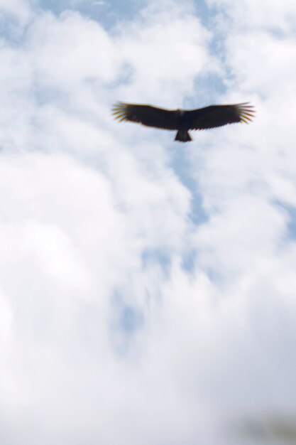 Bald Eagle Soaring