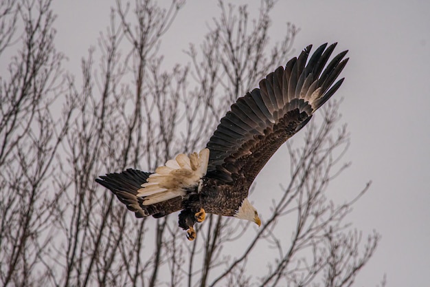 Photo bald eagle in spring flying